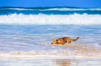 Dingo på Fraser Island, Queensland i Australien - ”Copyright – Tourism and Events Queensland”