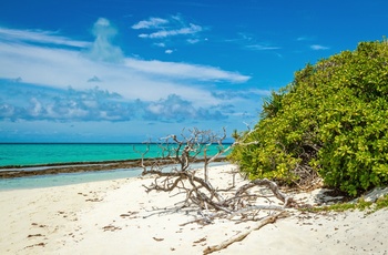 Strand på Heron Island - Great Barrier Reef - Queensland i Australien