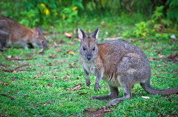 Krat Wallaby i Lamington National Park, Queensland i Australien