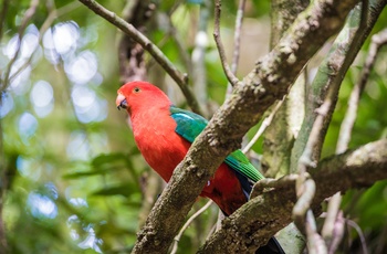 Papegøje i Lamington National Park, Queensland i Australien