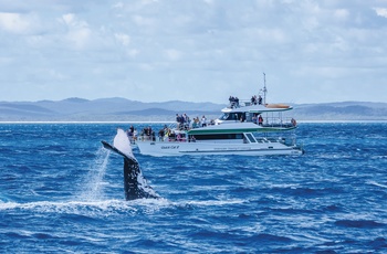 Hvalsafari ved Hervey Bay, Australien - ”Copyright – Tourism and Events Queensland”