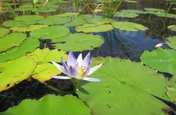 Åkande set i Noosa Everglades i Queensland, Australien