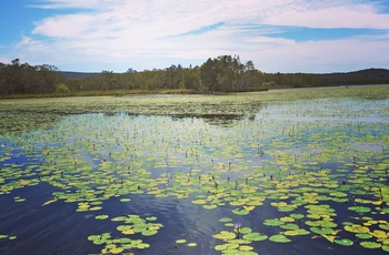 Noosa Everglades i Queensland, Australien