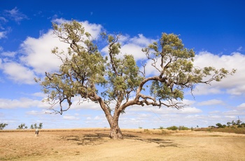 Colabah træ midt i Queensland outback, Australien