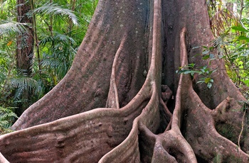 Enorme trærødder i Wooroonooran Nationalpark, Queensland i Australien
