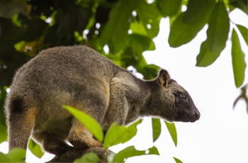 Den sjældne trækænguru i Atherton Tablelands, Queensland