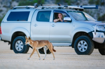 Dingoer på Fraser Island i Queensland 