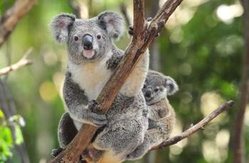 Koala i Australia Zoo 