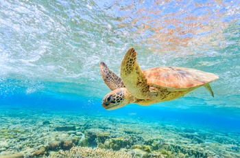 Snorkel med havskildpadder ved koraløen lady Elliot Island i Great Barrier Reef, Queensland