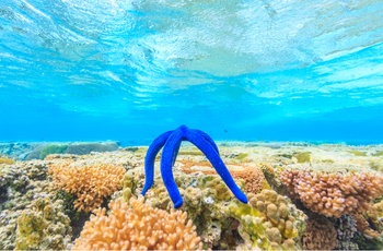 farverig søstjerne ved Lady Elliot Island i Great Barrier Reef