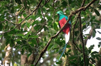Quetzal i Monteverde Cloud Forest Reserve - Costa Rica