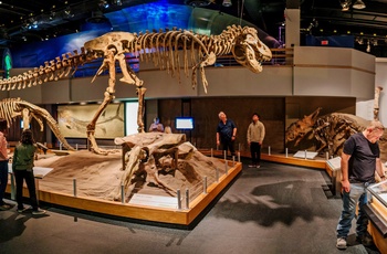 Udstilling med T Rex og Triceratops - Foto kredit: Royal Tyrrell Museum of Palaeontology