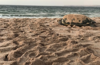 Skildpadde på vej ud i havet fra Ras al Jinz Turtle Reserve - Oman