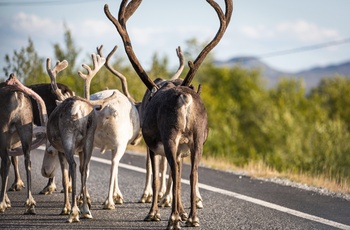 Rensdyr på vejen i det nordlige Finland