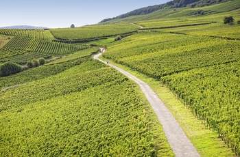 Vinmarker i Rheingau, Tyskland