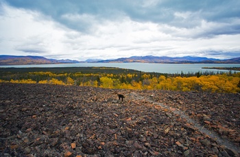 Rock Glacier Trail i Kluane National Park and Reserve i Yukon-territoriet - Canada