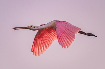 Lodge on Little St. Simons Island - Spoonbill eller Rosaskestork, Georgia