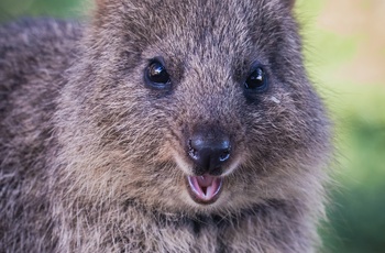 Quokka - lille pungdyr på Rottnest Island