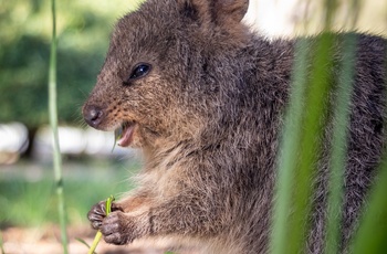 Rottnest Island | FDM Travel