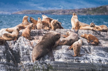 Sæler i Beagle-strædet Ushuaia i Argentine, Patagonien