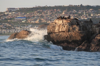 Sæler på Seal Island ved Mossel Bay - Sydafrika