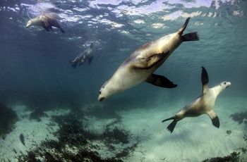 Sæler ved Neptune Islands - South Australia