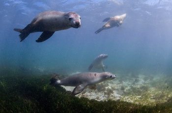 Søløver kan opleves på en badtur fra Jurien Bay - Western Australia