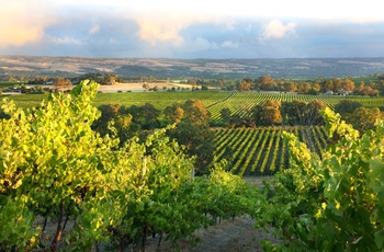 Vinmarker på Fleurieu halvøen - South Australia