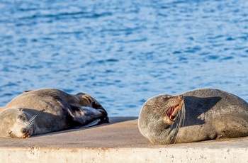 Sæler på Kangaroo Island - South Australia