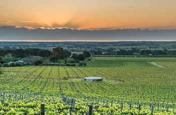Vinmarker i vinområdet McLarren Vale - South Australia