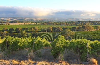 Vinmarker i vinområdet McLarren Vale – South Australia