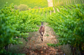 Kænguru på vej gennem vinmark- Australien