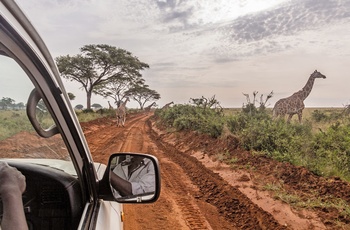 På safari i elefanter i Murchison Falls National Park - Uganda