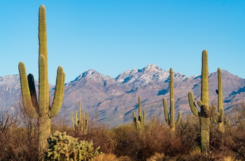 Saguaro-kaktusser i Saguaro National Park - Arizona