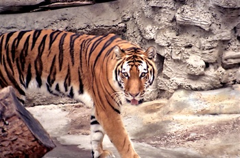 Tiger i San Diego Zoo, Californien i USA