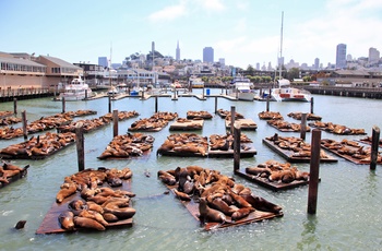 Pier 39 der er kendt for søløver der slikker solskin, San Francisco