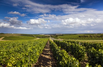Sancerre - vue over vinmarker, Frankrig