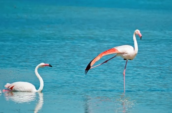 Flamingoer i Cagliari 
