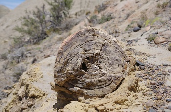 Dele af forstenet træstamme i Sarmiento Petrified Forest i Argentina - Patagonien