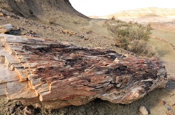 Forstenet træstamme i Sarmiento Petrified Forest i Argentina - Patagonien