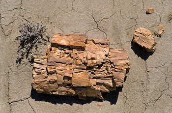 Dele af forstenet træstamme i Sarmiento Petrified Forest i Argentina - Patagonien