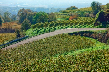 Badische Weinstrasse nær Schwarzwald i det sydlige Tyskland