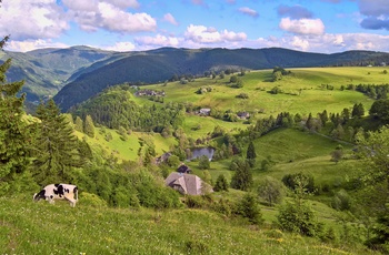 Black Forest - skov- og bjergområde i Schwarzwald