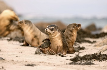Seal Bay Seals - Foto: Copyright Kangaroo Island Tourism Alliance
