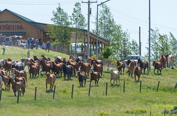 Sheridan Eatons Horse Drive, Wyoming - Foto: Shawn Parker, Sheridan County Travel & Tourism