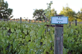 Shiraz vinmark i Franschhoek Wine Valley i Sydafrika