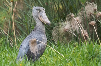 Shoebill Stork - Uganda