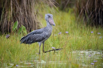 Shoebill Stork - Uganda