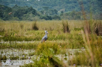 Den sjældne og særprægede Shoebill lever i Mabamba Swamp - Uganda