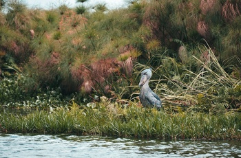 Den sjældne og særprægede Shoebill lever i Mabamba Swamp - Uganda